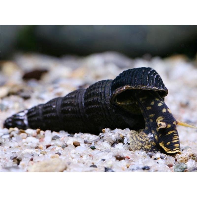 Tylomelania sp. yellow spot - imagine 3